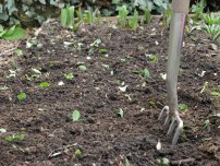 Cultivarea cartofilor pe soluri argiloase grele, grădinar (gospodărie)