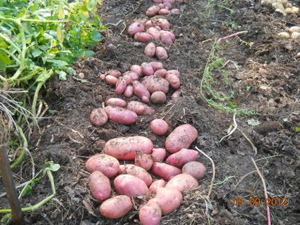 Вирощування картоплі під соломою