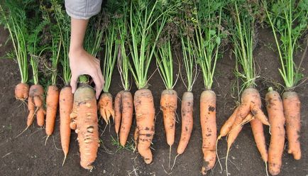 Norme de debarcare a morcovilor