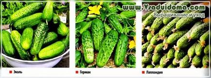 Növekvő uborka Arhangelszk régióban - ültetés és gondozás, a helyszínen a kertben, ház és a szoba