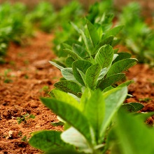 Tutunul cultivat în grădină și aplicația sa, casă particulară