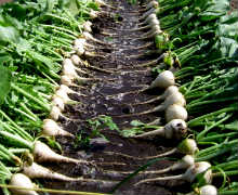 Növekvő japán daikon retek, az út az üzleti a számítógép