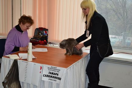 Skót Kiállítási kiscicák (ő show karrier) Kiállítás a skót cicák