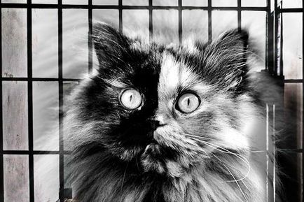 În Perm, o pisică a fost arestată pentru datoriile proprietarului