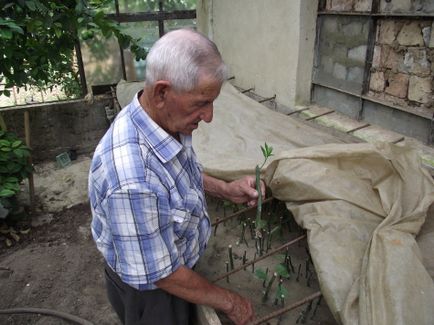 În centrul Crimeii, un agricultor auto-predat recoltează un sfert de tonă de citrice pe sezon - Știri din Crimeea