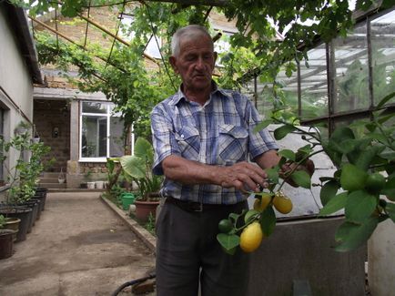 În centrul Crimeii, un agricultor auto-predat recoltează un sfert de tonă de citrice pe sezon - Știri din Crimeea