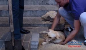 У Воронежі робочі дск заживо замурували в ямі вагітну собаку