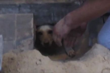 У Воронежі врятували собаку, яку живцем замурували робочі
