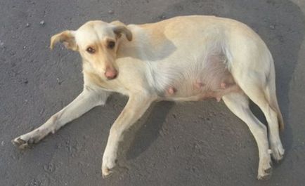 În Voronej, un câine a fost salvat, pe care muncitorii