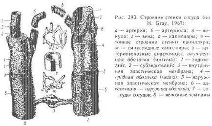 Caracteristicile vaselor de sânge ale animalelor (partea 1) - totul despre medicina veterinară