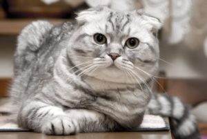 Natura pisicilor Scottish Fold și caracteristicile sale