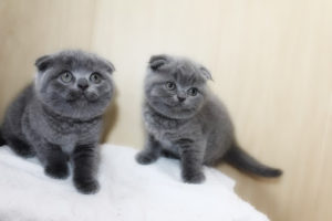 Естеството на Scottish Fold котка и неговите функции