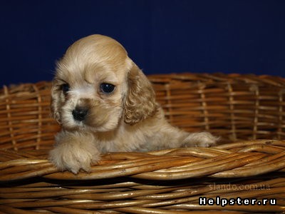 Vreau să iau un cocker spaniel