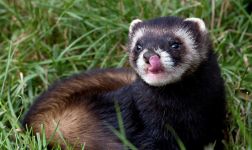 Ferrets fer dihor ferret, virus gripal, strănut, ochi, semne de boală, simptome,