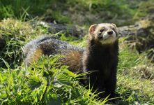 Ferrets fer dihor ferret, virus gripal, strănut, ochi, semne de boală, simptome,