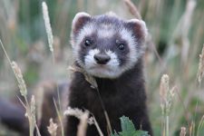 Ferrets fer dihor ferret, virus gripal, strănut, ochi, semne de boală, simptome,