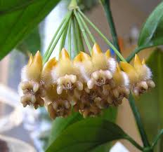 Hoya - specie, îngrijire, reproducere, greenhome