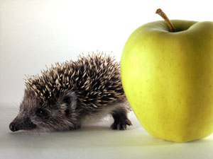 Ябълките в диетата може да помогне за намаляване на теглото, с отслабване, красота и здраве