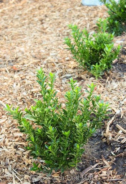 Japán Euonymus otthoni és kerti, gondoskodás, fotó