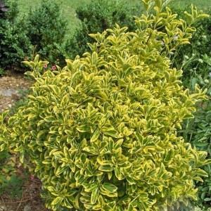 Japán Euonymus otthoni és kerti, gondoskodás, fotó