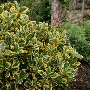 Japán Euonymus otthoni és kerti, gondoskodás, fotó