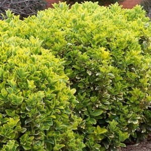 Japán Euonymus otthoni és kerti, gondoskodás, fotó