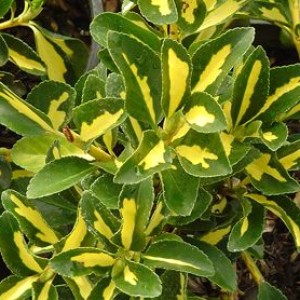 Japán Euonymus otthoni és kerti, gondoskodás, fotó