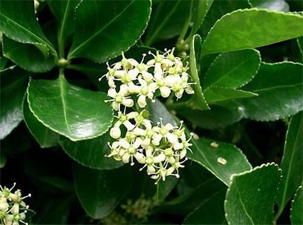 Japán Euonymus otthoni és kerti, gondoskodás, fotó