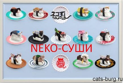 Pisica japoneza - sushi neco-sushi