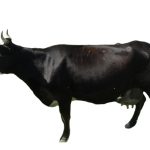 Yaroslavl caracterizarea vacii și productivitatea rasei, ce culoare sunt Yaroslavl burenki