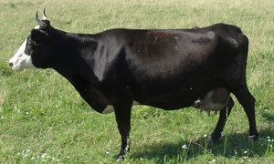 Yaroslavl caracterizarea vacii și productivitatea rasei, ce culoare sunt Yaroslavl burenki