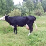 Ярославська корова характеристика і продуктивність породи, якого забарвлення бувають ярославські корівки
