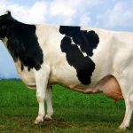 Ярославська корова характеристика і продуктивність породи, якого забарвлення бувають ярославські корівки