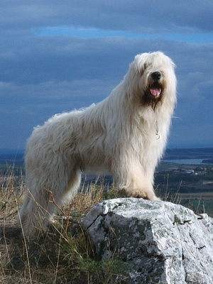 Южнорусская вівчарка фото собак, опис породи, характер і історія південноросійської вівчарки