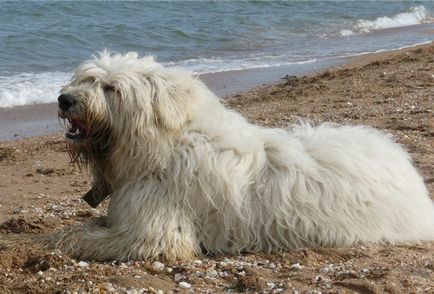 Fotografie de ciobanesc din Rusia de Sud a câinelui Ciobănesc de Sud