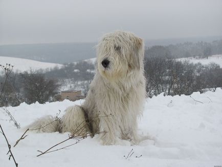 Fotografie de ciobanesc din Rusia de Sud a câinelui Ciobănesc de Sud