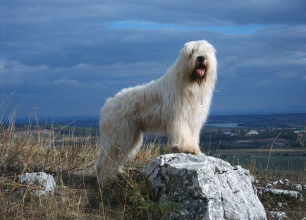 Fotografie de ciobanesc din Rusia de Sud a câinelui Ciobănesc de Sud