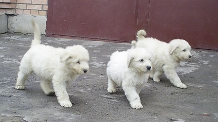 Ciobănesc din Rusia de Sud - rasa oficială de câini 1