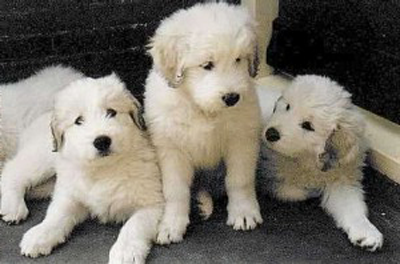 Ciobănesc din Rusia de Sud - rasa oficială de câini 1
