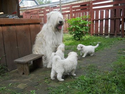 Ciobănesc din Rusia de Sud - rasa oficială de câini 1