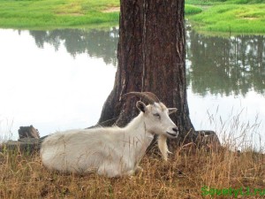 Parcele pe animale de companie, sovetyli 1