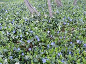 Minunat flori - periwinkle mici și mari