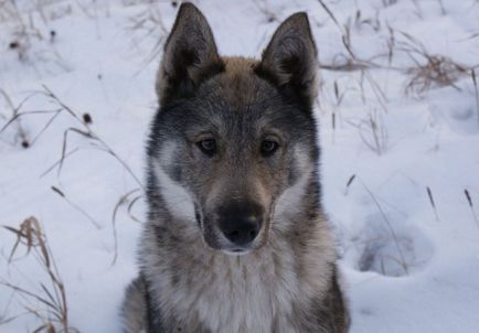 Occidentul vestic din Siberia Laika pentru aurul moale