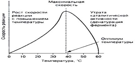 Dependența activității enzimei de temperatura
