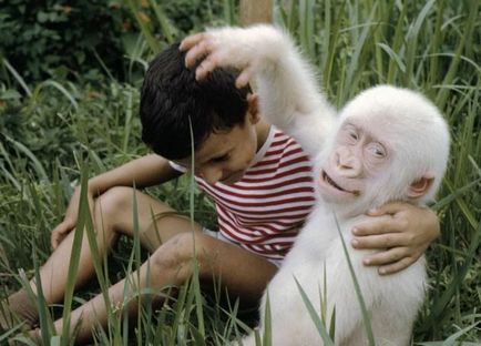 Albino állatok szórakozást! () Albino állatok szórakozást!