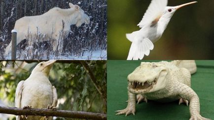 Albino állatok szórakozást! () Albino állatok szórakozást!