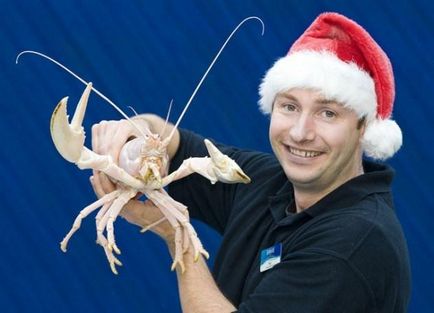 Albino állatok szórakozást! () Albino állatok szórakozást!