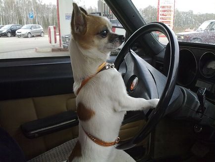 Тварини за кермом автомобілів