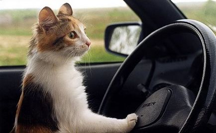 Animale care conduc o mașină