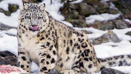 Descrierea leopardului de zăpadă animală, habitat